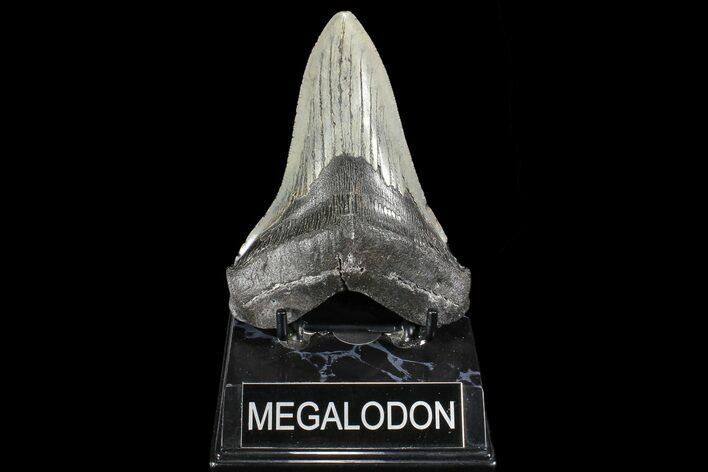 Fossil Megalodon Tooth - South Carolina #93512